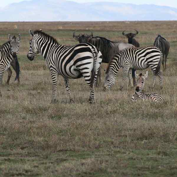 Classic Tanzania Safari