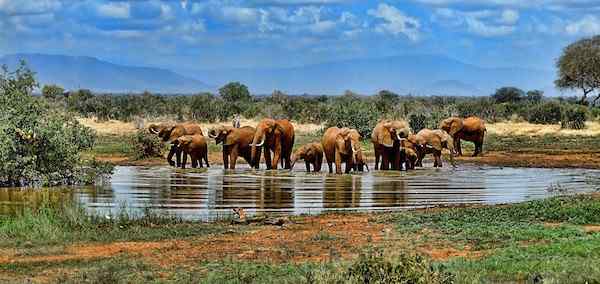 African Odyssey